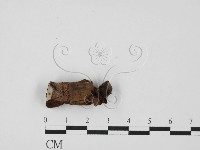 藏品(靈芝屬)的圖片