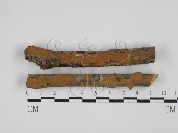 藏品(刺革菌屬)的圖片