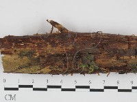 藏品(膠角耳屬)的圖片