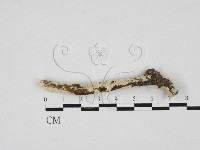 藏品(絲齒菌屬)的圖片