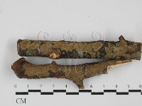 藏品(刺革菌屬)的圖片