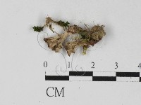 藏品(革菌屬)的圖片