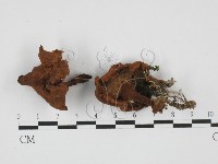 藏品(集毛菌屬)的圖片