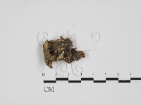 藏品(煙管菌)的圖片