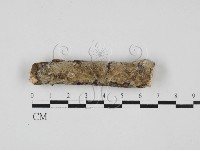 藏品(顯絲菌屬)的圖片