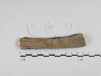 藏品(刺皮菌屬)的圖片