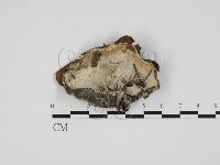 藏品(寡孔菌屬)的圖片