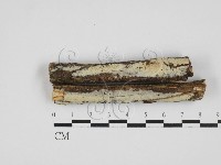 藏品(絲齒菌屬)的圖片