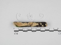 藏品(齒耳菌屬)的圖片