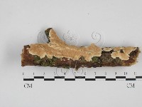 藏品(齒耳菌屬)的圖片