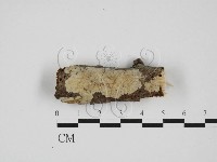 藏品(射脈菌屬)的圖片