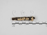 藏品(齒耳菌屬)的圖片