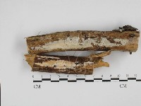 藏品(絲皮菌屬)的圖片