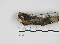 藏品(絲齒菌屬)的圖片