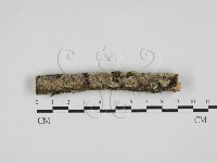 藏品(顯絲菌屬)的圖片