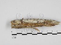 藏品(絲齒菌屬)的圖片