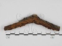 藏品(刺革菌屬)的圖片