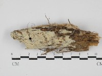 藏品(絲齒菌屬)的圖片