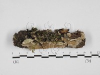 藏品(附毛菌屬)的圖片