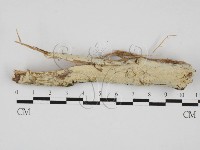 藏品(絲齒菌屬)的圖片