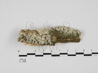 藏品(絲齒菌屬)的圖片