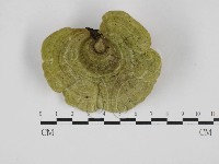 藏品(栓菌屬)的圖片