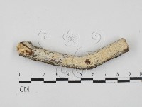 藏品(冇骨消絲齒菌)的圖片