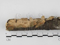 藏品(韌革菌屬)的圖片