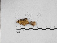 藏品(多孔菌屬)的圖片