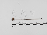 藏品(小皮傘屬)的圖片