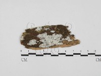 藏品(絲齒菌屬)的圖片