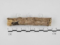 藏品(絲齒菌屬)的圖片