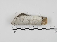 藏品(多年臥孔菌屬)的圖片