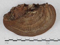 藏品(靈芝屬)的圖片