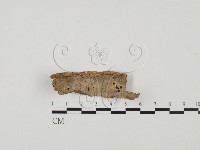 藏品(射脈菌屬)的圖片