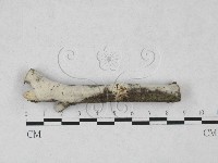 藏品(剛毛絲皮菌)的圖片