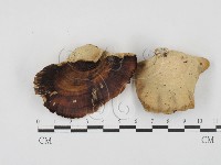 藏品(小孔菌屬)的圖片