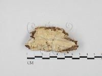 藏品(多年臥孔菌屬)的圖片