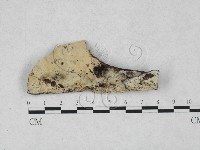 藏品(剛毛絲皮菌)的圖片