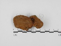 藏品(木層孔菌屬)的圖片