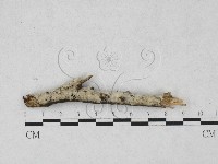 藏品(剛毛絲皮菌)的圖片