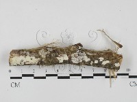 藏品(絲齒菌屬)的圖片