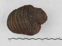 藏品(靈芝屬)的圖片