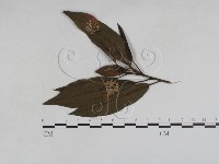 藏品()的圖片