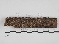 藏品(盤革菌屬)的圖片