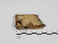 藏品(剛毛絲皮菌)的圖片