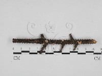 藏品(盤革菌屬)的圖片