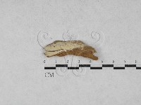 藏品(射脈菌屬)的圖片