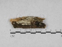 藏品(射脈菌屬)的圖片