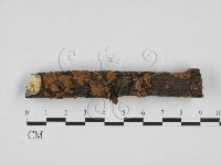 藏品(刺革菌屬)的圖片